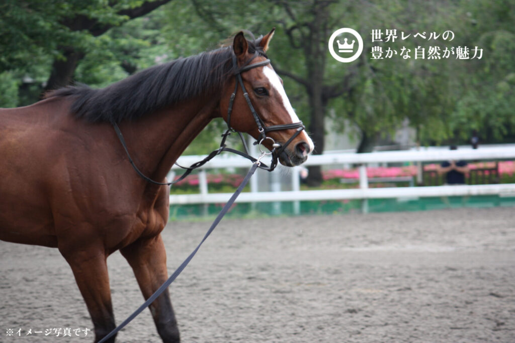 馬　世界レベルの豊かな自然