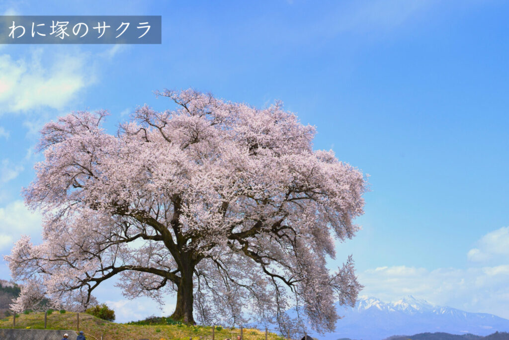 わに塚のサクラ　韮崎市