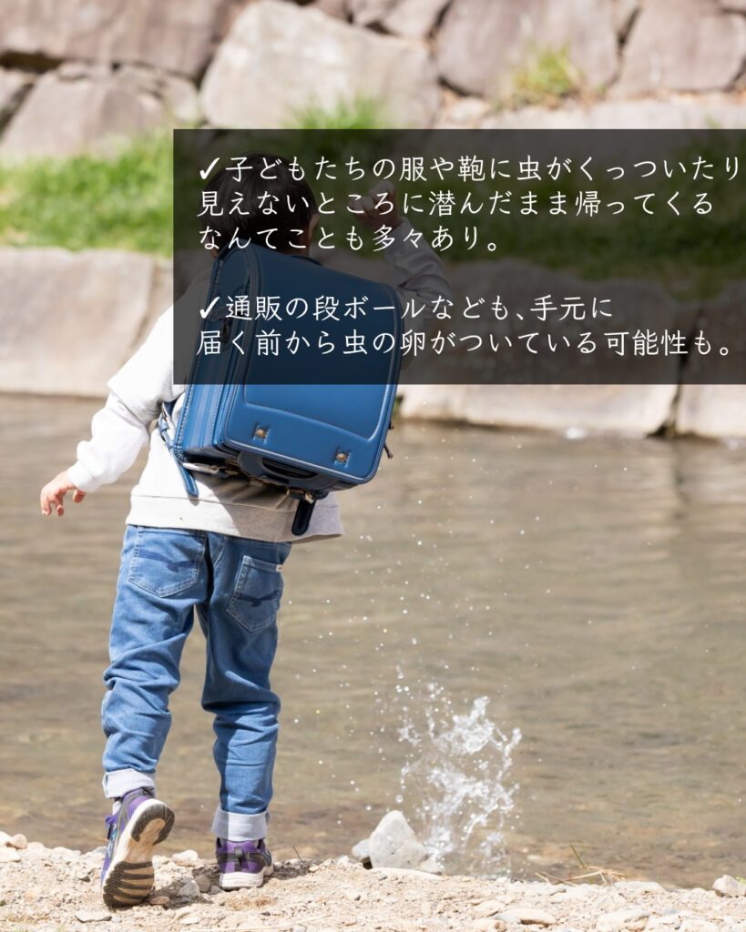 子ども　鞄に虫　服に虫　段ボール　虫の卵