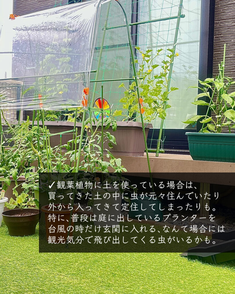 観葉植物　虫　住み着く　プランター